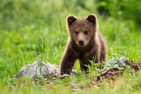 An adorable little brown bear cub | High-Quality Animal Stock Photos ...