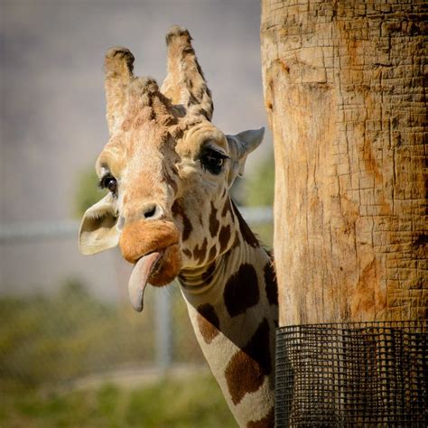 Giraffe Humour by David Benard on 500px | Animaux, Animaux sauvages, Animaux adorables