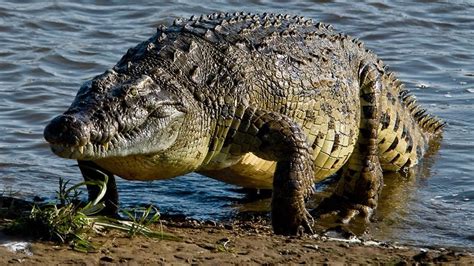 Croc Ganglands - National Geographic Channel - Canada