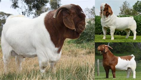 Boer Goat Breed – Everything You Need to Know