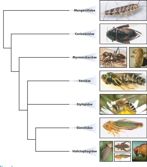 Strepsiptera Life Cycle