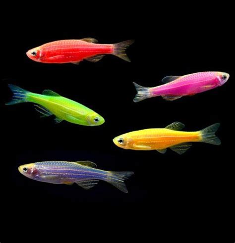 Glofish - Agazoo