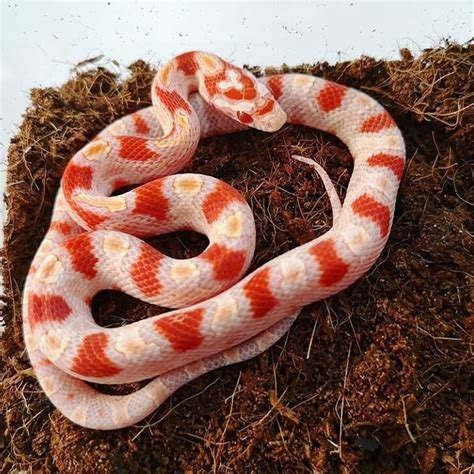 Baby Corn Snake ... | Corn snake, Pet snake, Okeetee corn snake