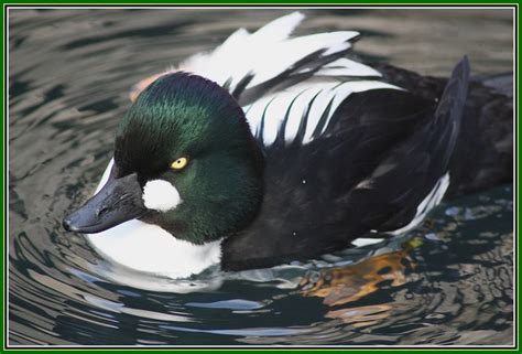 Goldeneyes - a gallery on Flickr