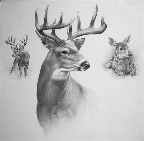 Image Gallery monster buck drawings