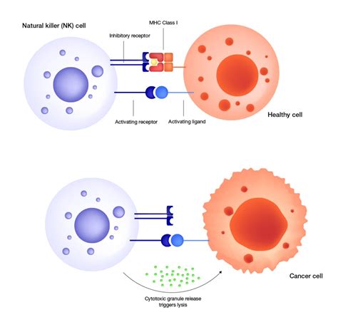 What is CAR-NK therapy, and is it the ‘off-the-shelf' solution the ...