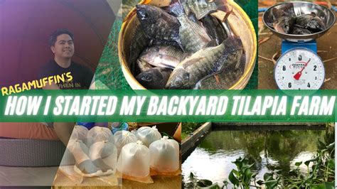 HOW I STARTED MY BACKYARD TILAPIA FARMING - YouTube