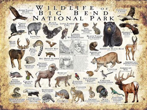 Wildlife of Big Bend National Park Poster Print