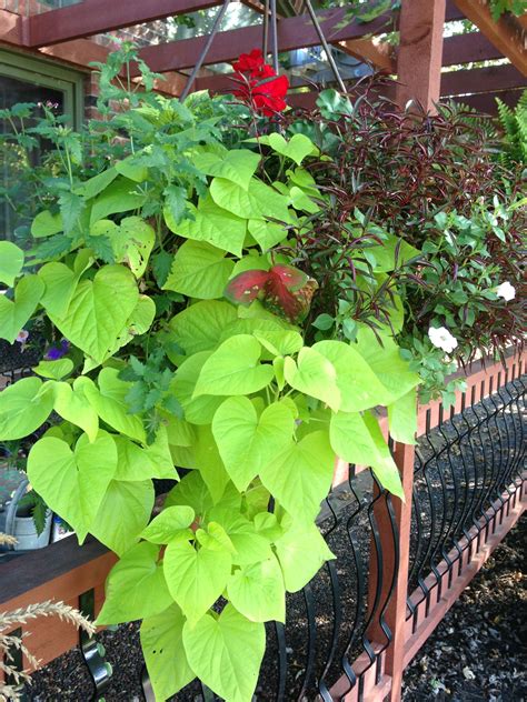 Hanging basket with sweet potato vine Fertilized with Epsom salt ...