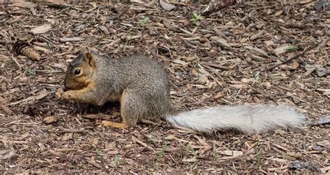 Unusual white-tailed squirrels spotted in Ann Arbor - mlive.com