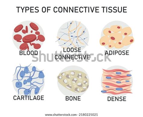 781 Connective Tissue Diagram Royalty-Free Photos and Stock Images ...