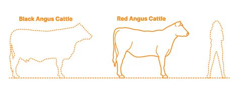 Red Angus Cattle Dimensions & Drawings | Dimensions.com