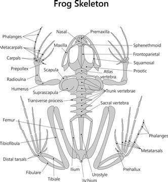 Atlas Vertebra Of Frog