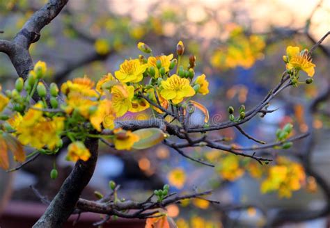 Spring Flower, Yellow Apricot Blossom Stock Image - Image of nice ...