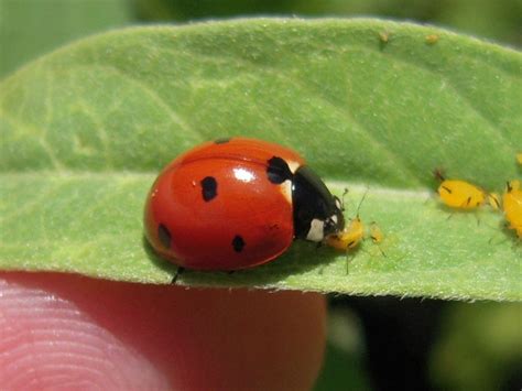 ladybug-eating-aphids-2 | North Haven Gardens