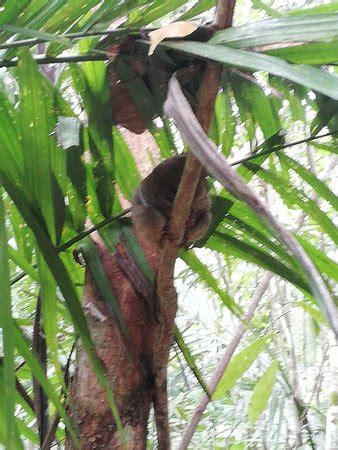 Tarsier Conservation Area (Loboc) - 2019 All You Need to Know Before You Go (with Photos ...