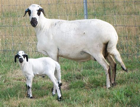 Damara Sheep Breeders' Society of Australia