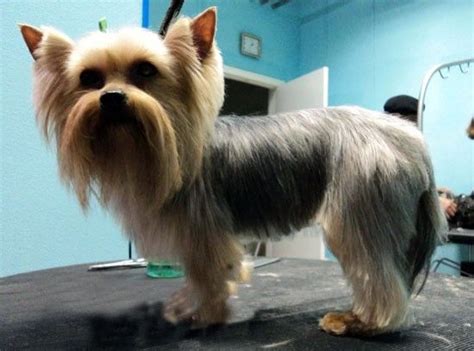 Yorkie haircuts for males and females (60 + pictures) - Yorkie.Life | Yorkshire terrier, Toy ...