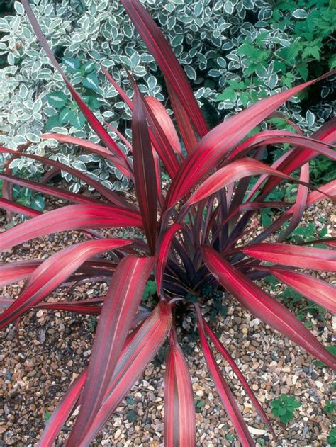 13 Perennials for Full Sun | Red plants, Desert plants, Plants