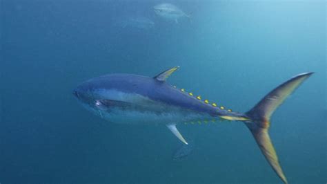 Southern Bluefin Tuna | Great Southern Reef