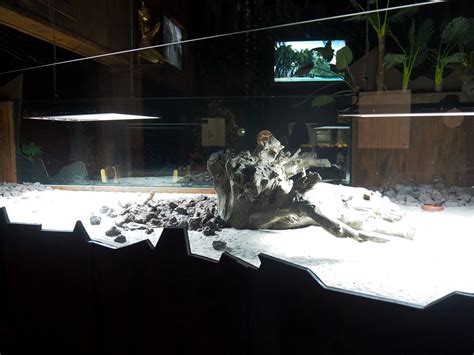 New Central bearded dragon terrarium next the new Thai Gourmet ...