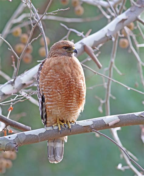 Creature Feature: Red-shouldered Hawk (Buteo lineatus) – Columbus Audubon