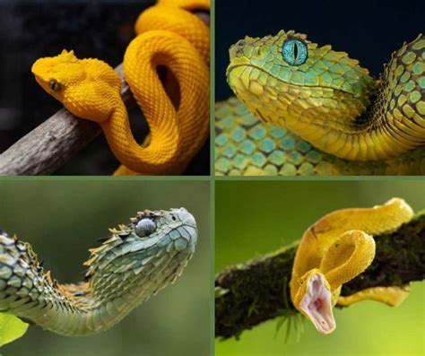 Arboreal snakes: Definition Guide And Basic Care