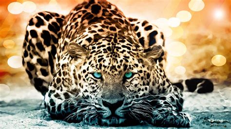 Leopard 4K Wallpapers - Top Free Leopard 4K Backgrounds - WallpaperAccess