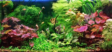 Best Aquarium Plants | 21 Popular Plants For A Home Aquarium ...