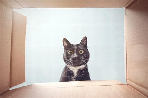 Cat Looking Curiously Inside A Cardboard Box Stock Photo - Download Image Now - iStock