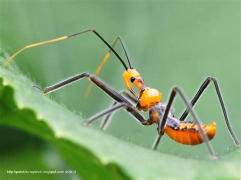 Orange assasin bug (Reduviidae) in Sumatra Indonesia