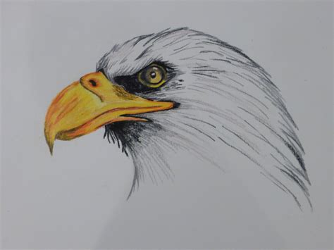 Realistic Eagle Drawing at GetDrawings | Free download