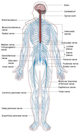 Peripheral Nervous System Definition, Function & Parts - Lesson | Study.com