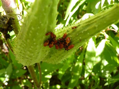 What Lives Here? Milkweed Habitat - Maggie's Science Connection