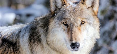 Wolves - Yellowstone Wildlife