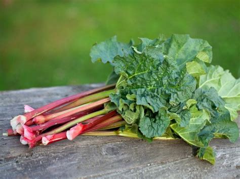 Rhubarb: Benefits, Nutrition, and Uses | Organic Facts