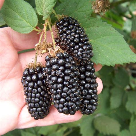 Fruit Warehouse: Blackberry ( Rubus argutus )