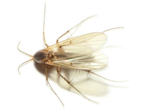 Diptera.info - Discussion Forum: Mycetophilidae 7 (NL) > Mycetophila ...