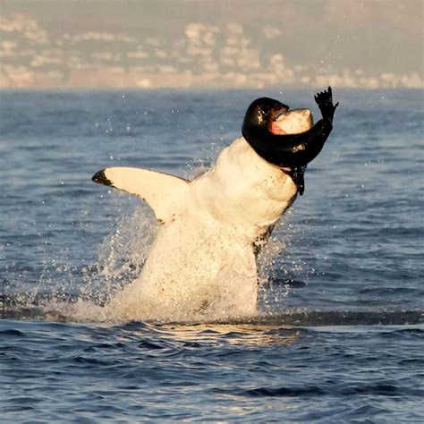 Great White Shark Eating Seal