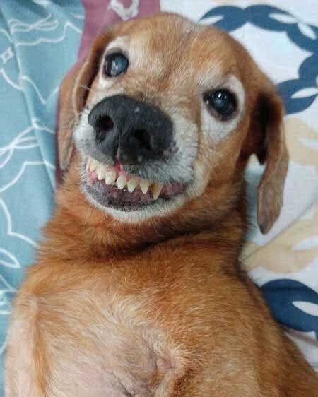 21 Silly Dogs Showing Off Their Hilarious Toothy Smiles Will Leave You ...