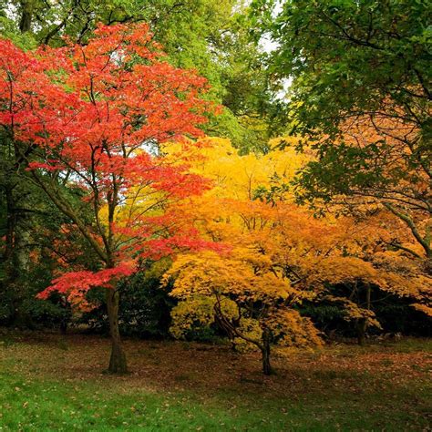 WESTONBIRT ARBORETUM (2024) All You Need to Know BEFORE You Go (with Photos)