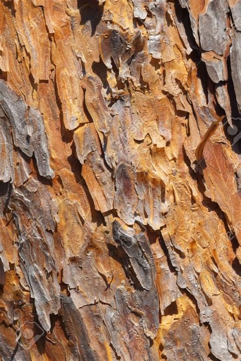 scots pine bark close up - Google Search | Inconscient