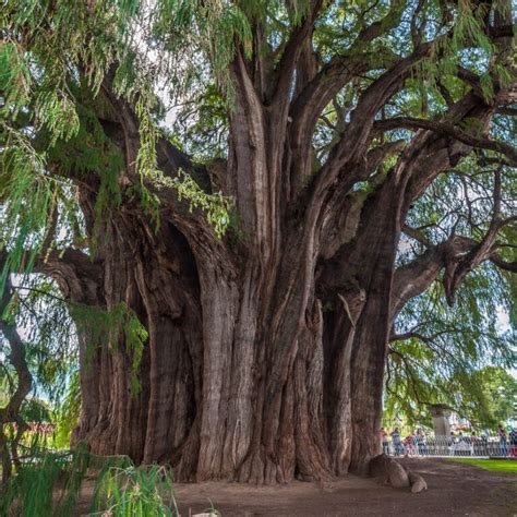 Arbol del Tule, a giant sacred tree in Tule, Mexico - Travel Off Path