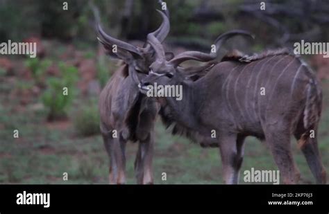 Portrait greater kudu bull tragelaphus Stock Videos & Footage - HD and ...