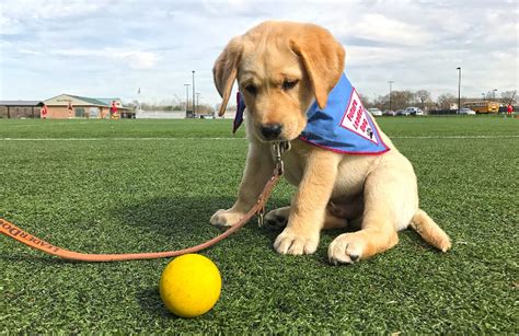 Training Corner: Tips on training your new puppy - Leader Dogs for the Blind