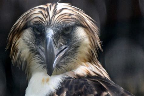 DENR suspends cutting of trees at Philippine Eagle nesting site – Filipino News