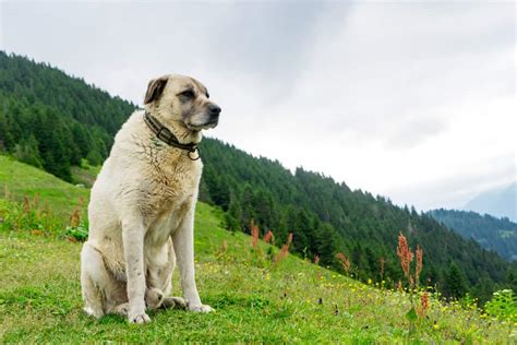 Kangal Dog: All You Need to Know about Kangal Shepherd - K9 Web