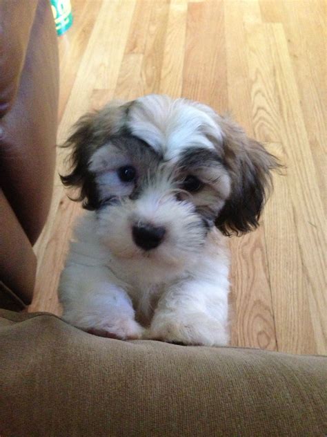 Shichon puppy Shih tzu and bichon mix Zuchon Puppies For Sale, Shitzu ...