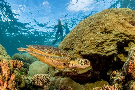 Great Barrier Reef Tours - GreatBarrierReefToursCairns.com