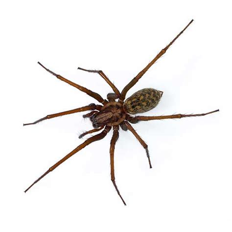 Giant House Spider - Antworks Pest Control | Pest Control and Exterminator Services in Vancouver ...